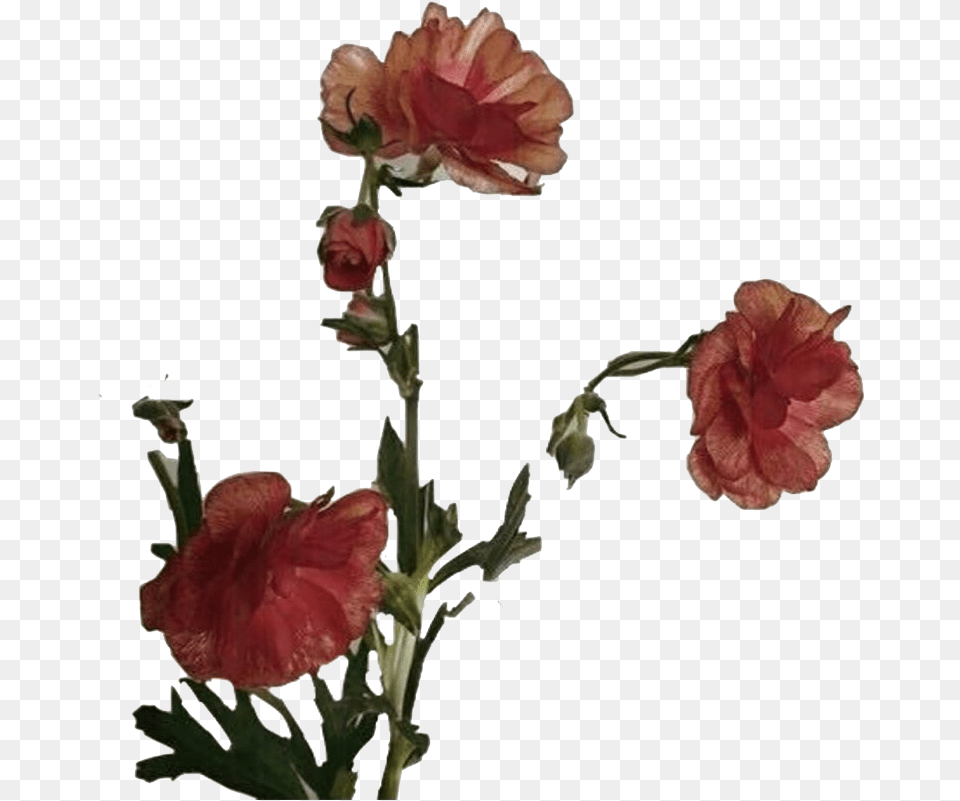 Aesthetic Flower Art Photos Flower Aesthetic Transparent, Carnation, Petal, Plant, Rose Free Png