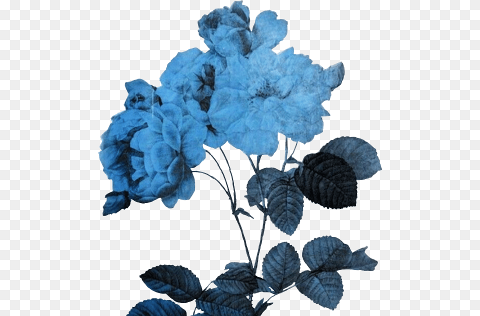 Aesthetic Flower Art Mart Blue Aesthetic Flower, Leaf, Plant, Ice, Petal Free Transparent Png