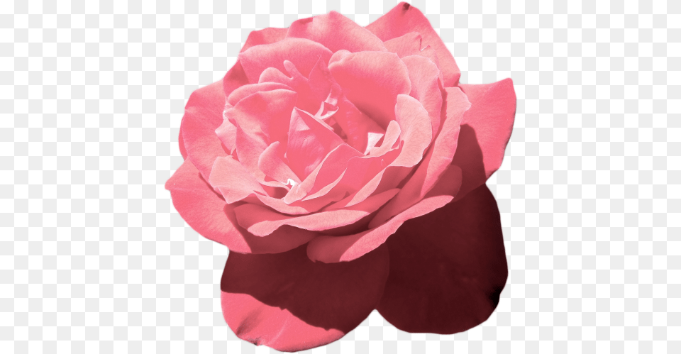 Aesthetic Flower Pink Flowers Aesthetic, Petal, Plant, Rose Free Transparent Png