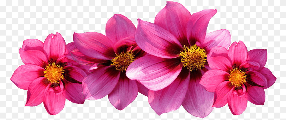 Aesthetic Flower Flores, Dahlia, Petal, Plant, Daisy Free Transparent Png