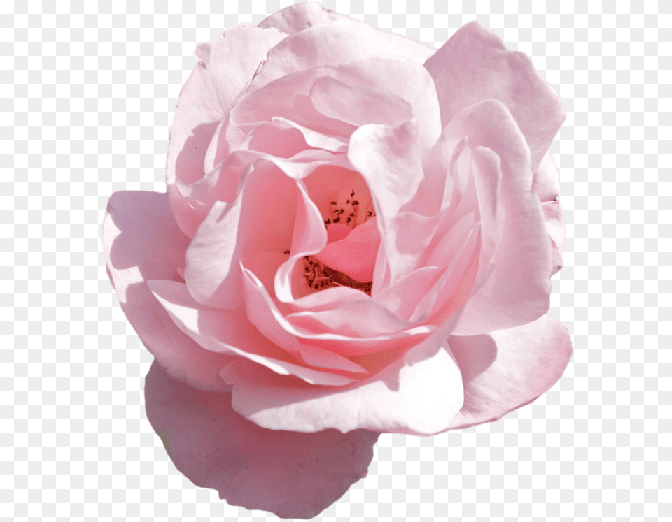 Aesthetic Flower Transparent Flower Aesthetic, Petal, Plant, Rose Png