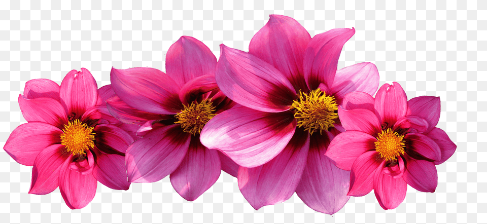 Aesthetic Flower Transparent Hot Pink Flowers, Dahlia, Petal, Plant, Pollen Free Png Download