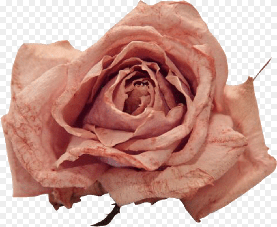 Aesthetic Flower Vintage, Plant, Rose, Petal Png