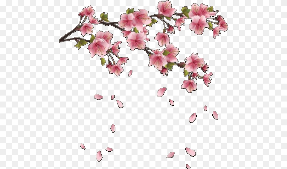 Aesthetic Flowers Flower Pink Pinkaesthetic Overlay Cherry Blossom Hd, Petal, Plant, Cherry Blossom Png Image
