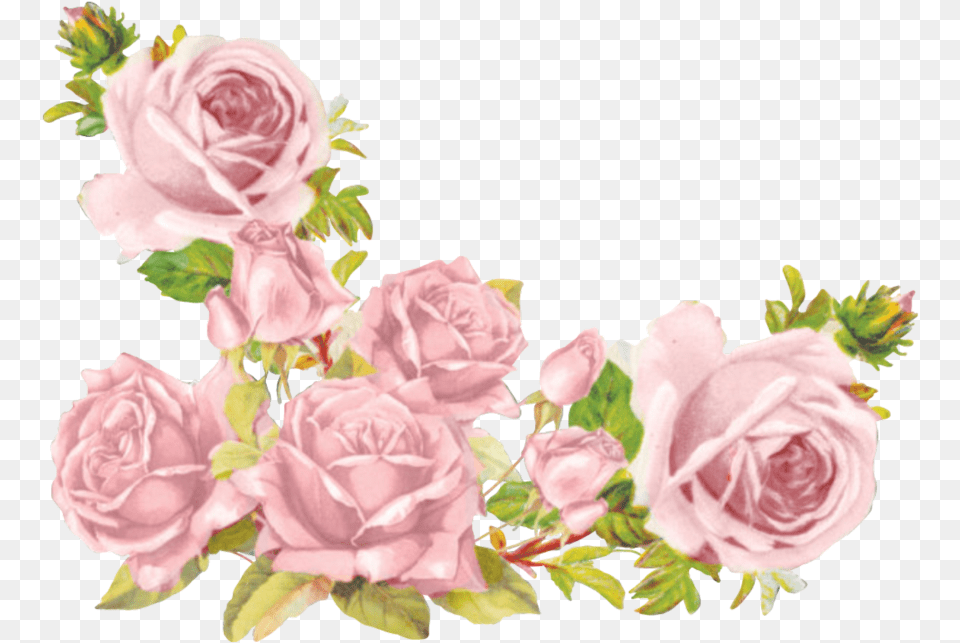 Aesthetic Flowers Transparent Background, Flower, Plant, Rose, Flower Arrangement Png
