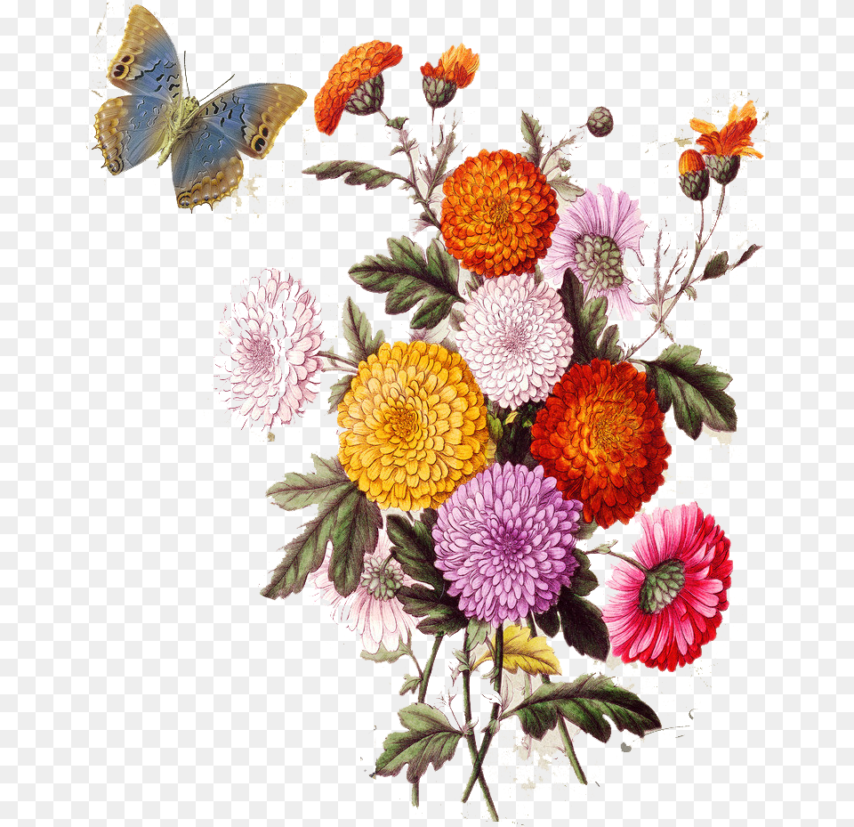 Aesthetic Flowers Transparent Clipart, Plant, Pattern, Graphics, Flower Png