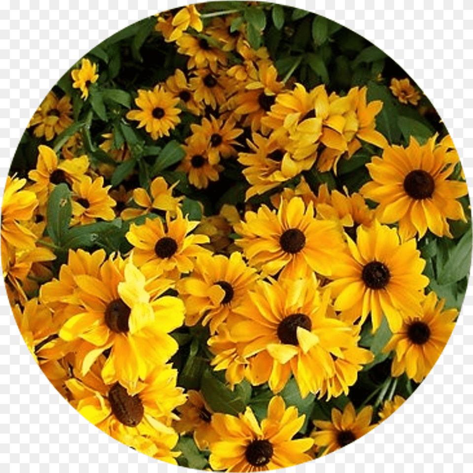 Aesthetic Flowers Yellow Flower Aesthetic Yellow Aesthetic Stickers Flowers, Daisy, Petal, Photography, Plant Free Png Download