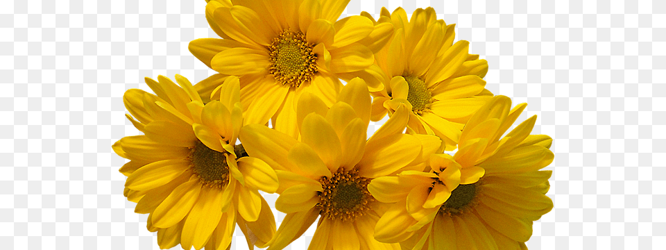 Aesthetic For Ut Kin Yellow Flowers Aesthetic, Daisy, Flower, Plant, Petal Png