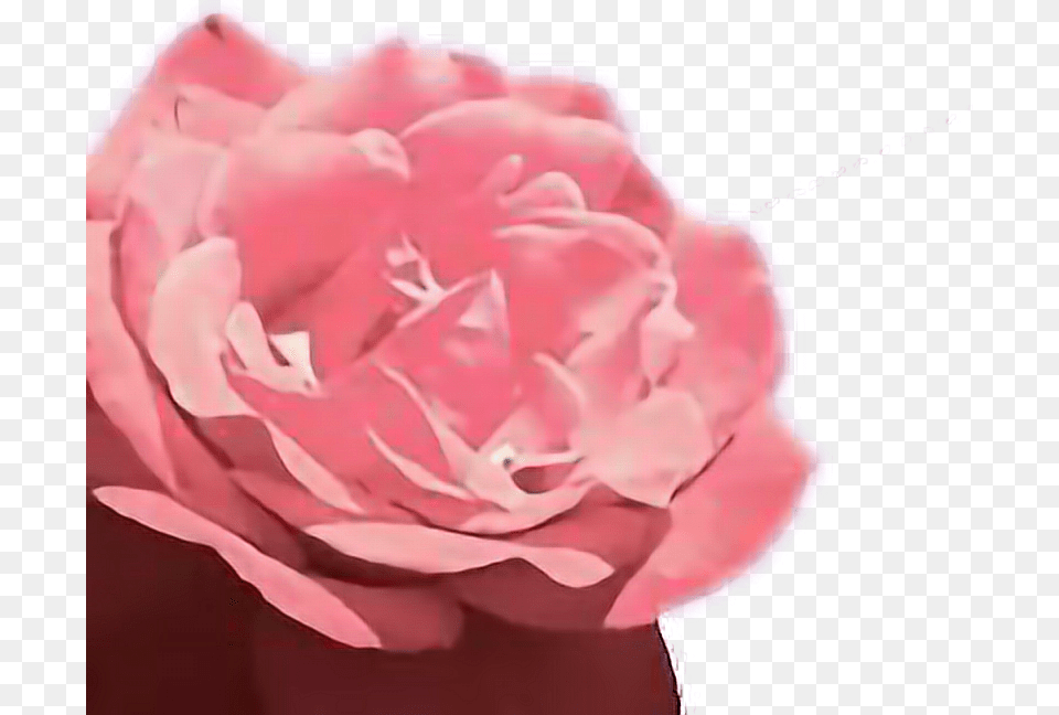 Aesthetic Garden Roses, Flower, Petal, Plant, Rose Free Transparent Png