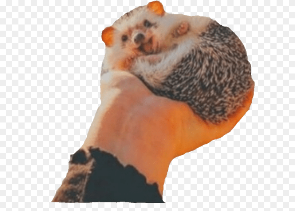 Aesthetic Hedgehog Hedghog Punxsutawney Phil, Animal, Mammal, Rat, Rodent Free Png