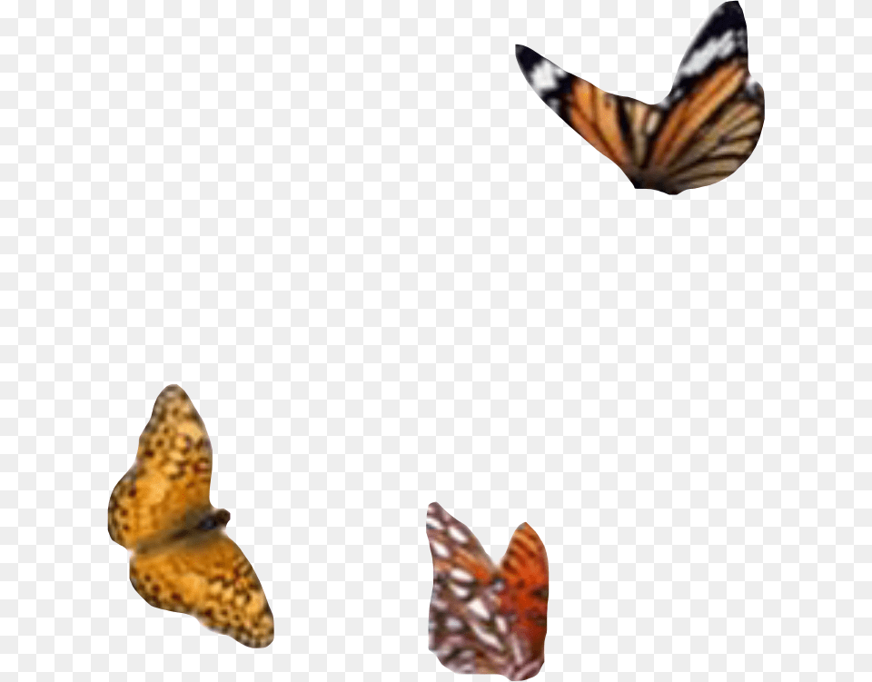 Aesthetic Moodboard Filler Butterfly Monarch Moodboard, Animal, Insect, Invertebrate, Person Png Image