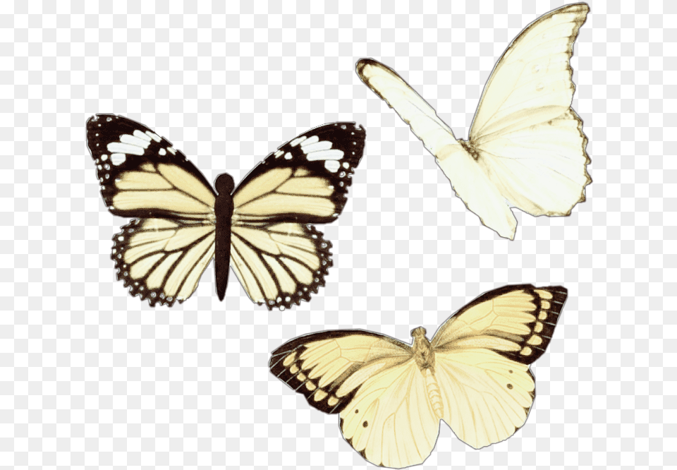 Aesthetic Moodboard Niche Moodboardfiller Yellow Vsco Butterfly Sticker, Animal, Insect, Invertebrate Png