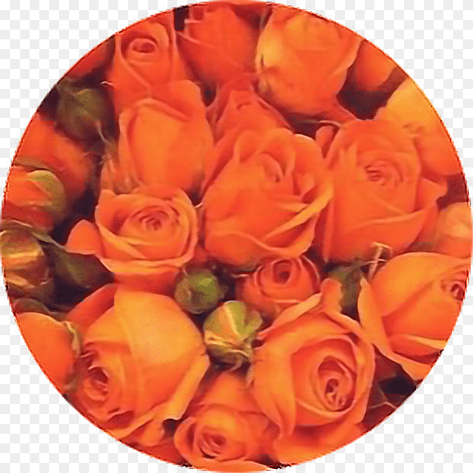 Aesthetic Orange Flower Background Download Orange Aesthetic Roses, Rose, Plant, Flower Arrangement, Flower Bouquet Png