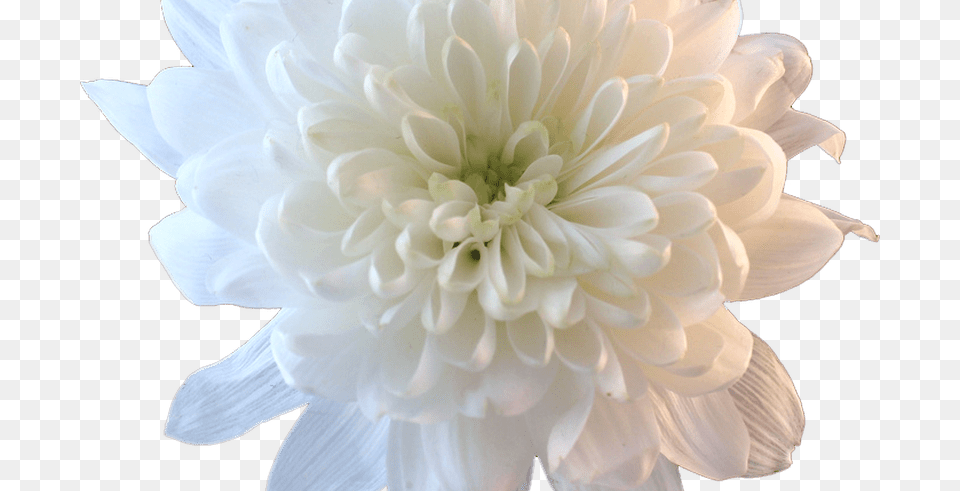 Aesthetic People With White Flowers Pictures To Pin White Chrysanthemum Transparent, Dahlia, Flower, Plant, Petal Free Png Download