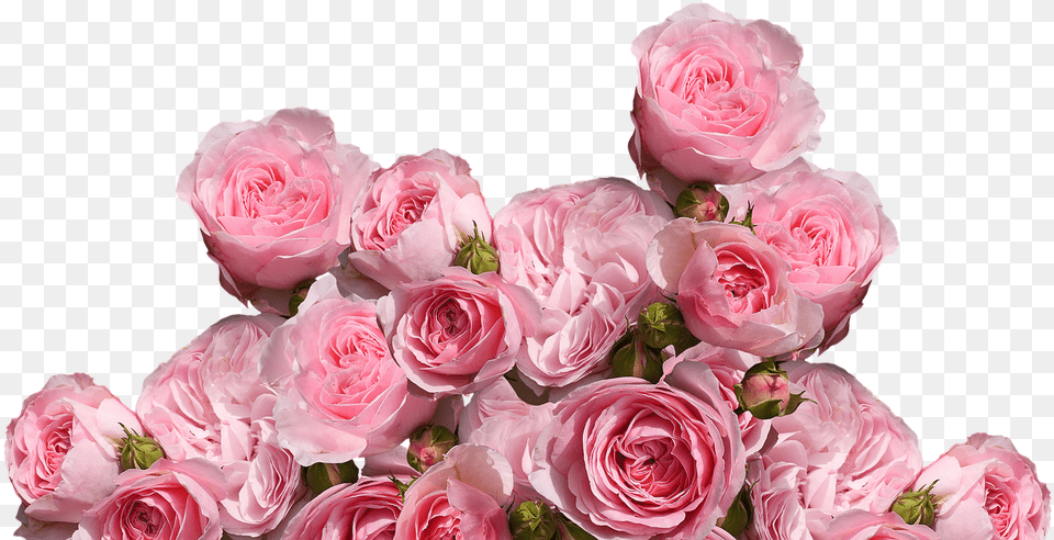 Aesthetic Pink Flowers, Flower, Flower Arrangement, Flower Bouquet, Plant Free Png