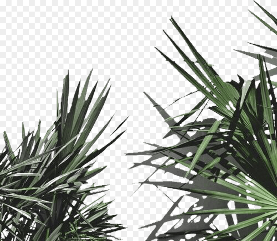 Aesthetic Plants For Edits, Agavaceae, Plant, Tree, Nature Free Png