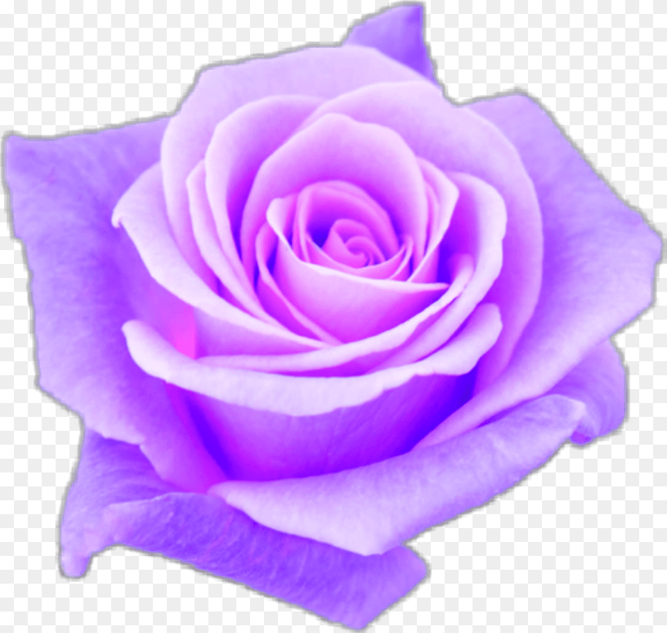 Aesthetic Purple Rose Topsimages Com Purple Aesthetic Background, Flower, Plant Png