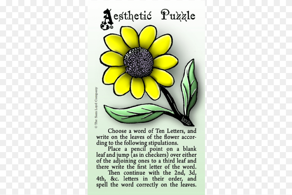 Aesthetic Puzzle Puzzle, Daisy, Flower, Plant, Sunflower Png