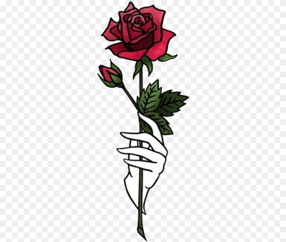 Aesthetic Rose, Flower, Plant Png