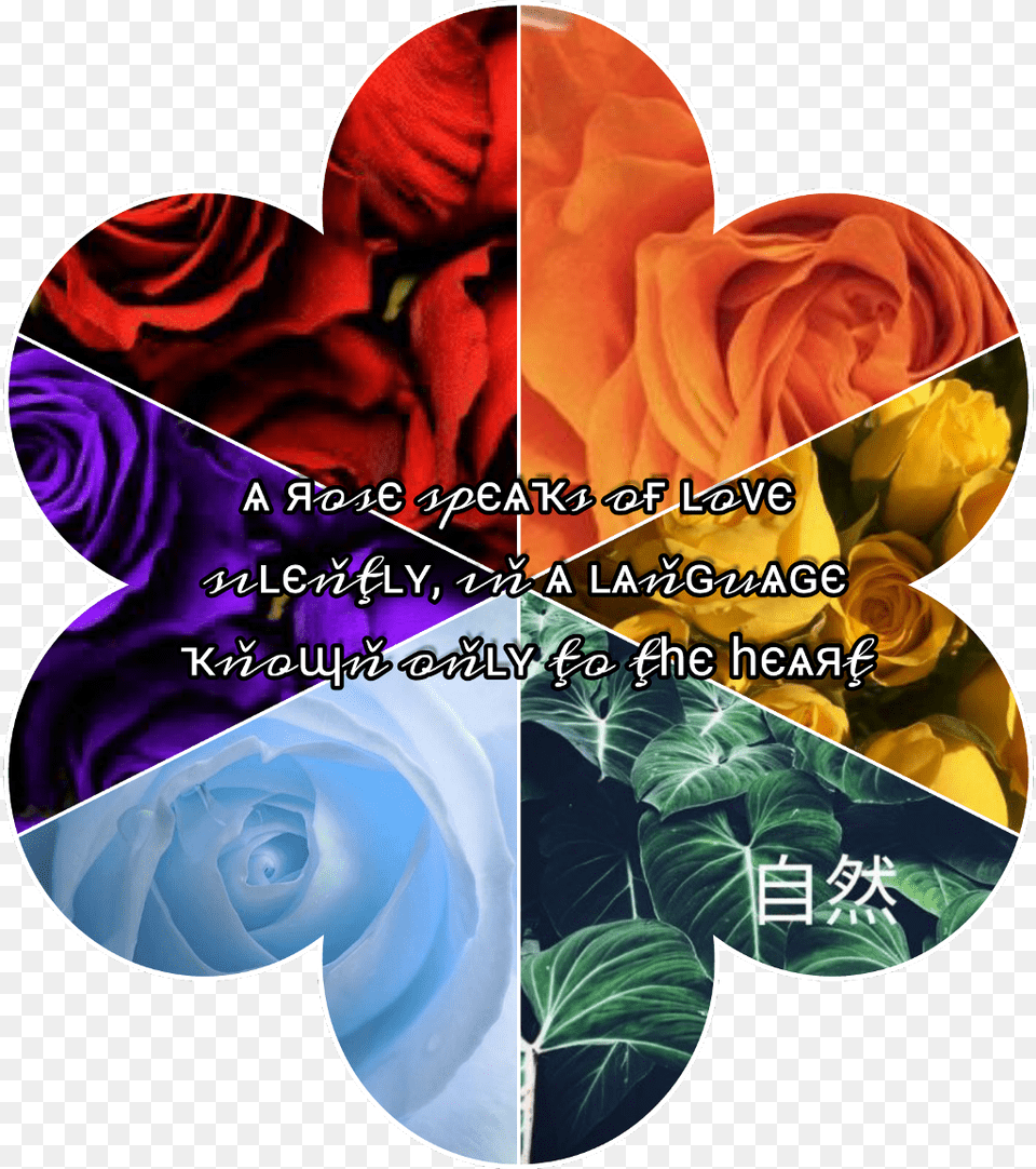 Aesthetic Rose Red Orange Yellow Green Blue Garden Roses, Plant, Leaf, Graphics, Flower Free Png Download