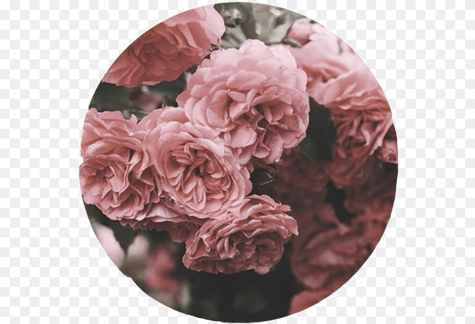 Aesthetic Roses Tumblr Overlay Circle Cute Pink Interes Aesthetic Cute Circle Backgrounds, Carnation, Flower, Plant, Dahlia Free Png