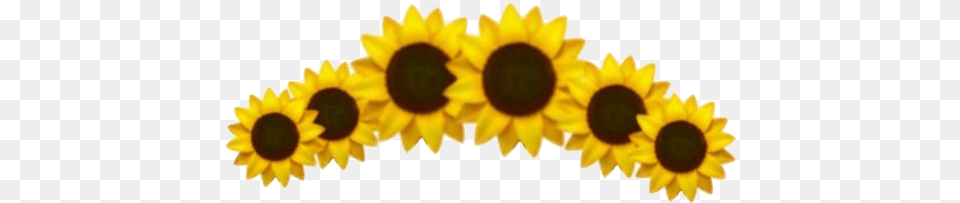 Aesthetic Sunflower High Quality Image Arts Aesthetic Sunflower, Flower, Plant, Petal Free Transparent Png