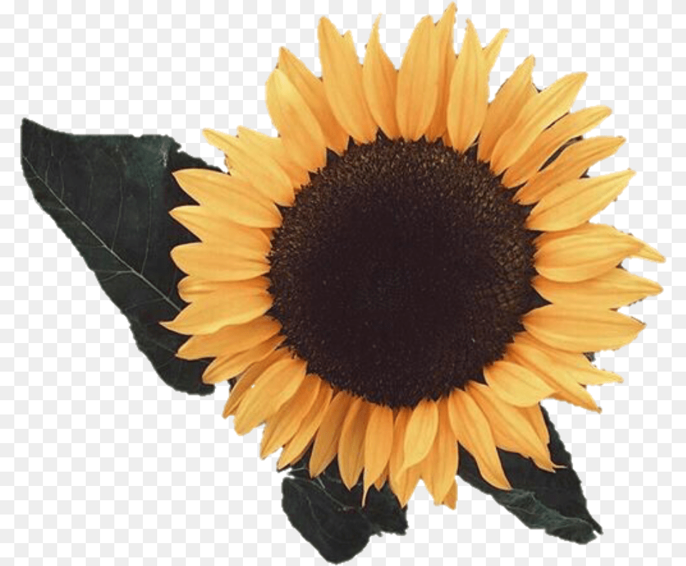 Aesthetic Sunflower Image Yellow Aesthetic, Flower, Plant Free Transparent Png