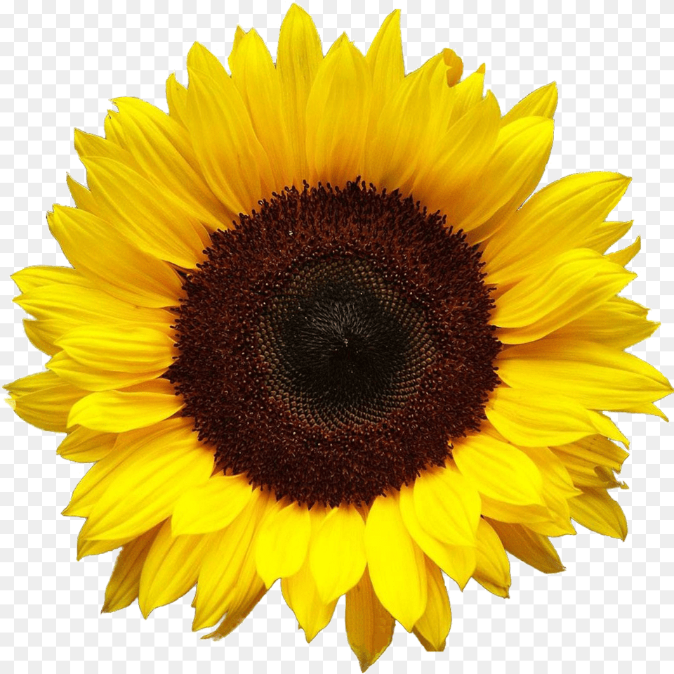 Aesthetic Sunflower Photo Transparent Background Transparent Sunflower, Flower, Plant Free Png Download