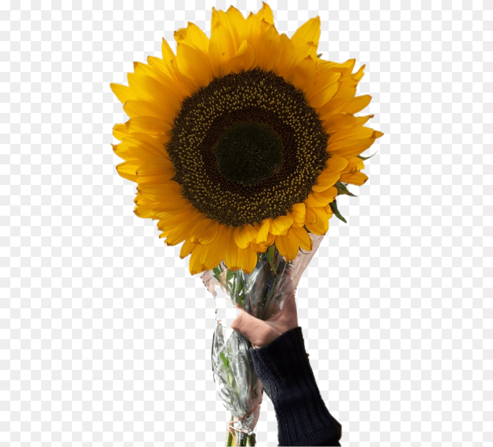 Aesthetic Sunflower Transparent Image Aesthetic Sunflower, Flower, Flower Arrangement, Plant, Flower Bouquet Free Png