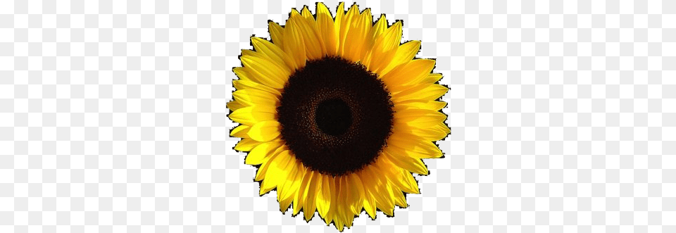 Aesthetic Sunflower Transparent Image Aesthetic Transparent Background, Flower, Plant Free Png