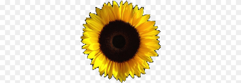 Aesthetic Sunflower Transparent Image Transparent Background Sunflower Aesthetic, Flower, Plant Free Png