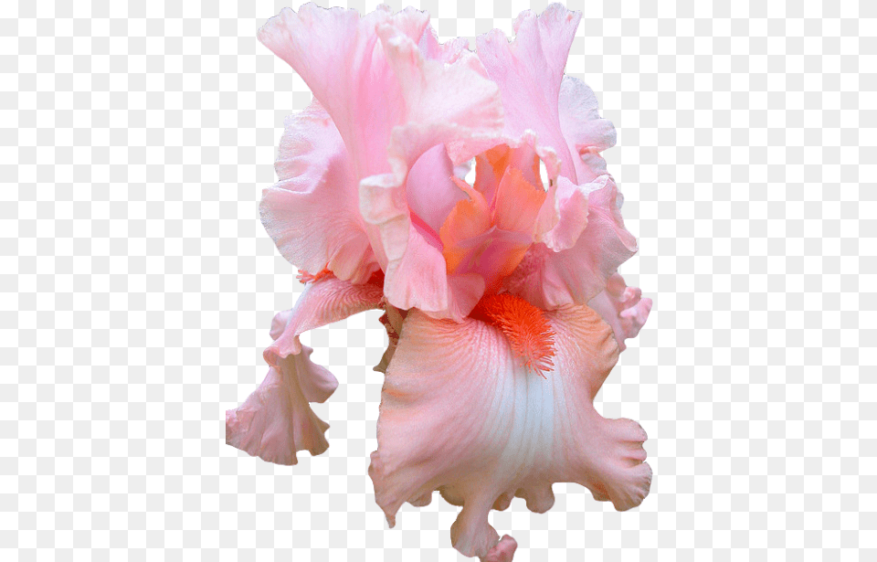 Aesthetic Transparent Tumblr, Flower, Iris, Petal, Plant Free Png