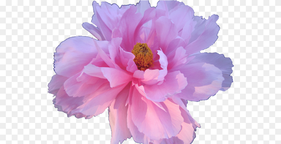 Aesthetic Transparent White Flower Gardening Flower Transparent Aesthetic Flower, Plant, Pollen, Dahlia, Petal Png