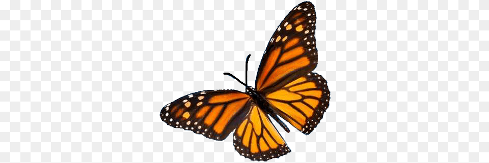 Aesthetic Tumblr Butterfly Vintage Nature Freetoedit Monarch Butterfly Flying, Animal, Insect, Invertebrate, Appliance Free Transparent Png