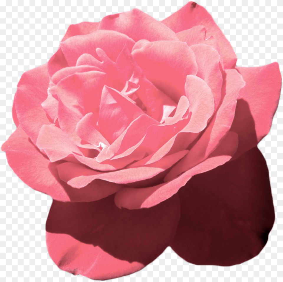 Aesthetic Tumblr Flower Pink Vaporwave Aesthetic Pink Flowers, Petal, Plant, Rose, Carnation Free Transparent Png