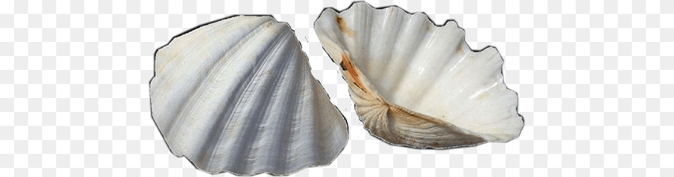 Aesthetic Tumblr Vintage Sea Ocean Shells Seashells Concha Vintage, Animal, Clam, Food, Invertebrate Free Png