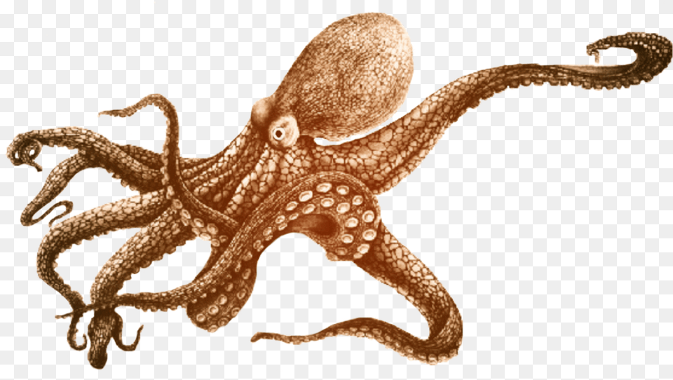 Aesthetic Tumblrgirl Ftestickers Idk Fiesta Trend Small Octopus Design Tattoo, Animal, Sea Life, Invertebrate, Lizard Free Png Download