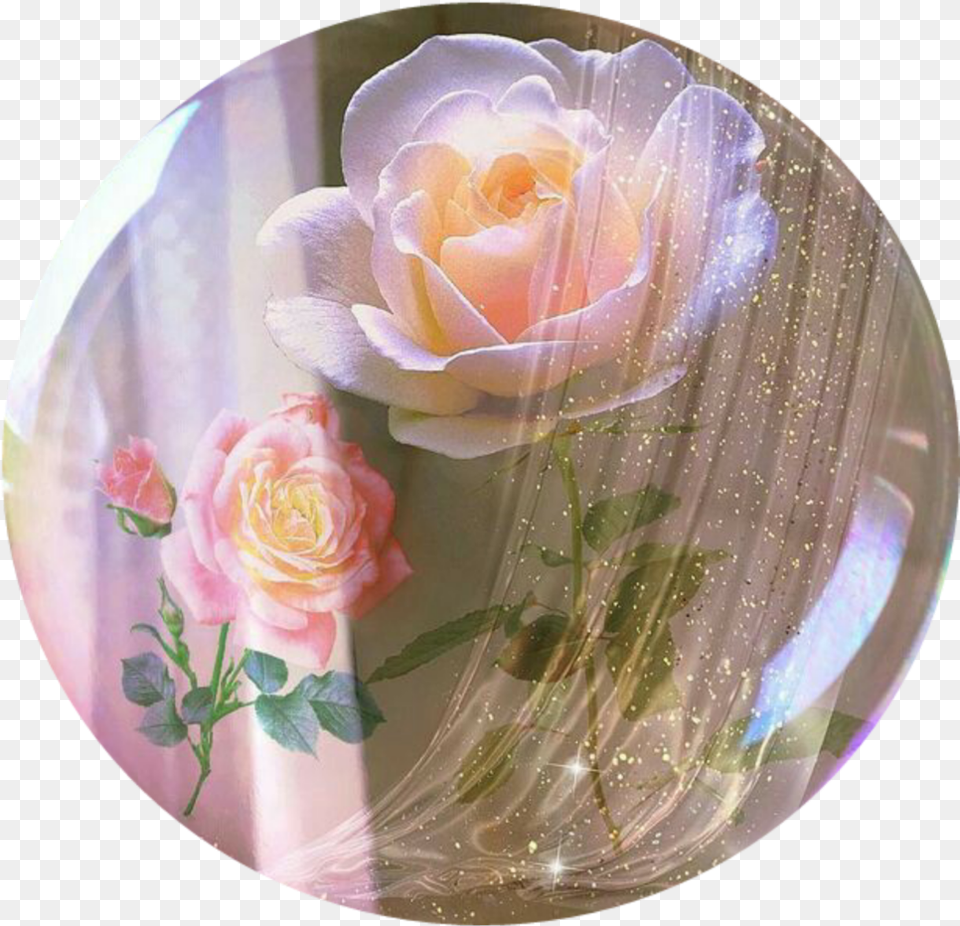 Aesthetic Vintage Burbujas Roses Rosa Garden Roses, Flower, Petal, Photography, Plant Png