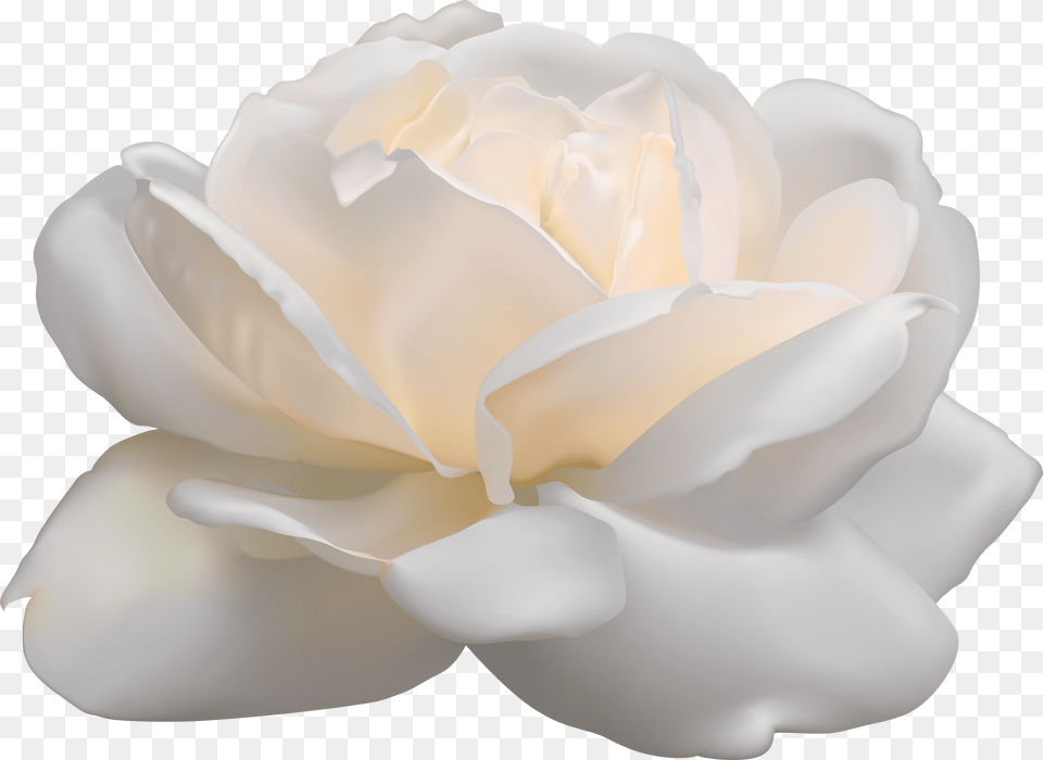 Aesthetic White Rose High Quality Arts Flower Clipart White Background Free Png Image