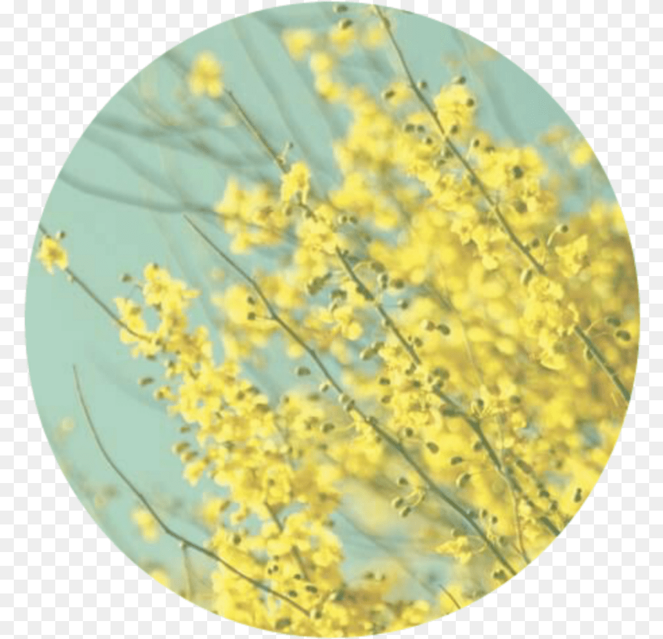 Aestheticbackground Background Aesthetic Pastel Light Yellow Yellow Aesthetic, Flower, Photography, Plant, Petal Free Png Download