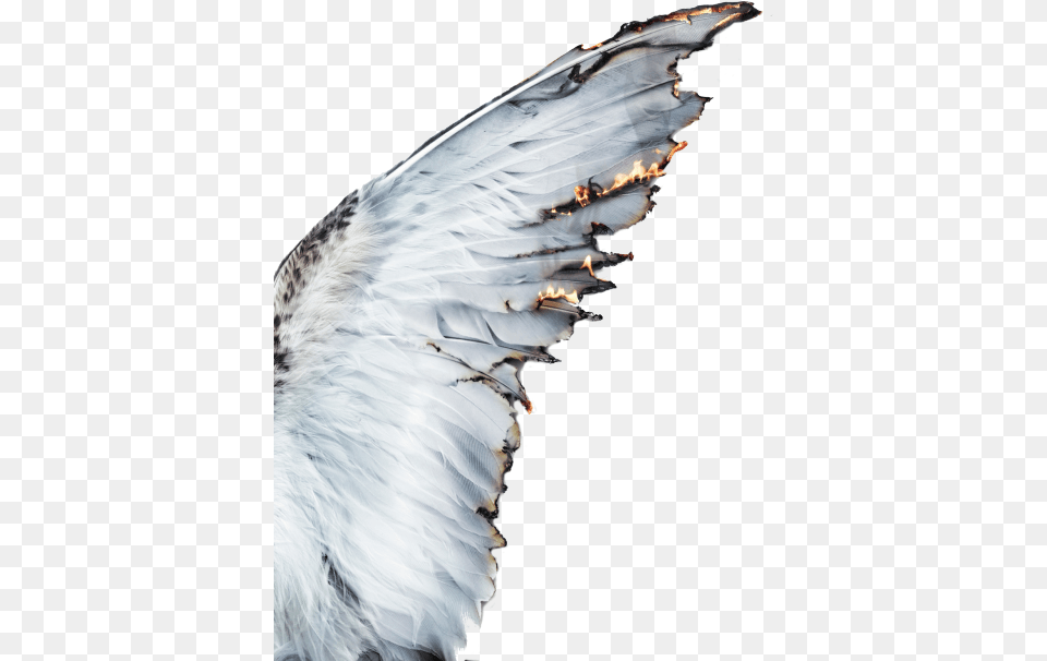 Aesthetics Castiel Photography Angel Angel Wings Aesthetic, Animal, Bird, Accessories, Seagull Png Image