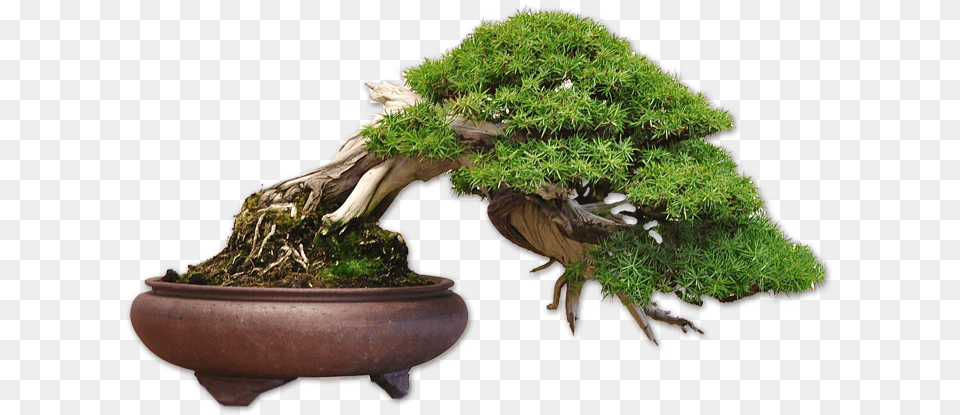 Aesthetics Of Bonsai Cruz Alicia Bonsai, Plant, Potted Plant, Tree, Moss Png Image