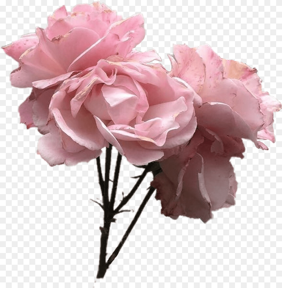 Aesthetics Pink Grey Pastel Aesthetic Flower, Carnation, Petal, Plant, Rose Png Image