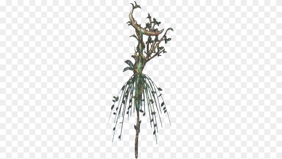 Af Green Cane Wiki, Plant, Root, Person Free Png