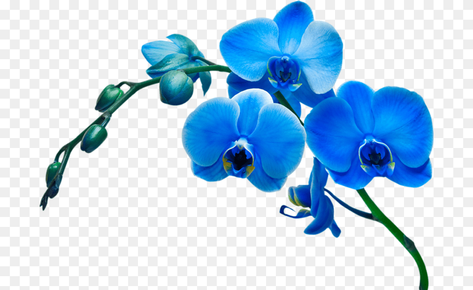 Af0ee Fc9df3d8 Xl Orchid Flower, Plant, Geranium Png