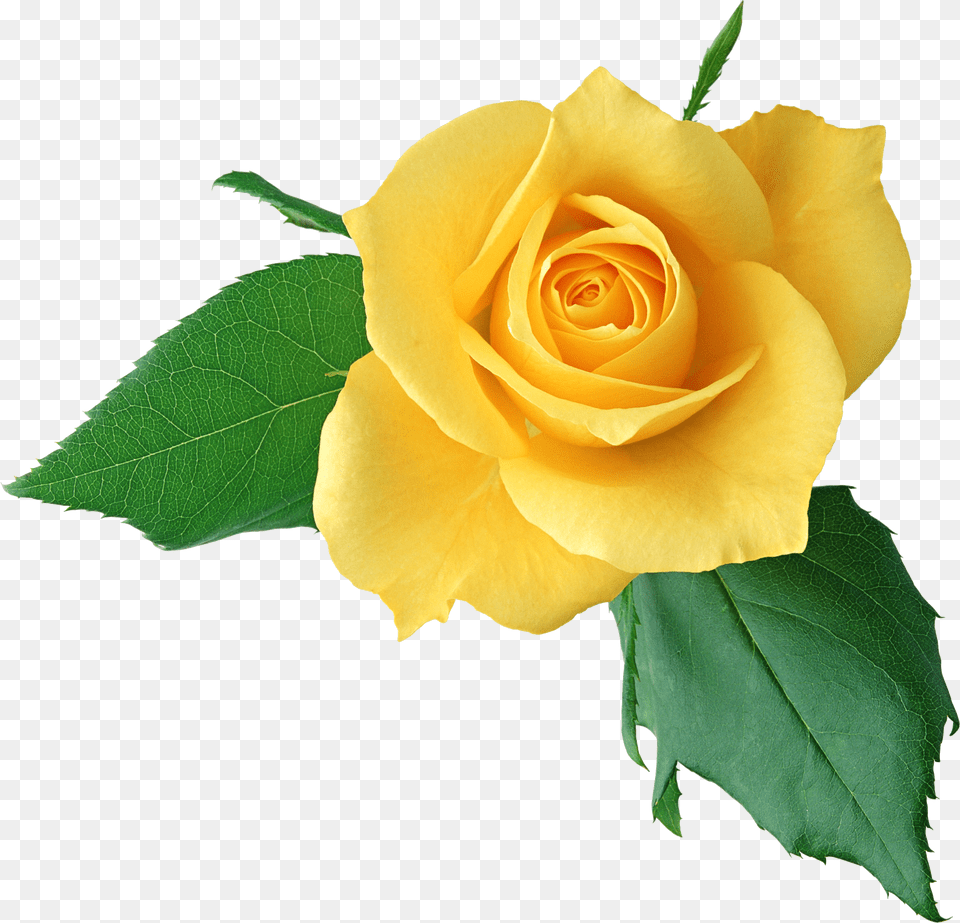 Afficher Limage Dorigine Natures Beauty Yellow, Flower, Plant, Rose, Leaf Png