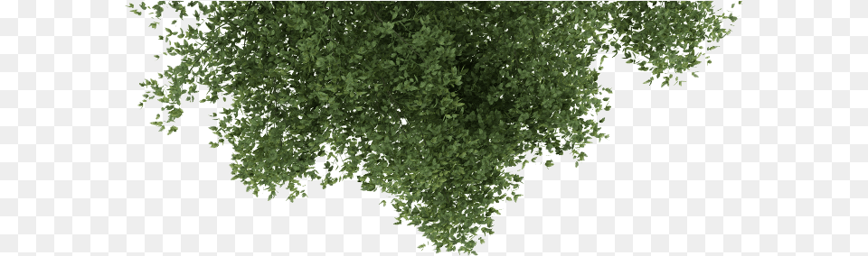 Affiliates Tree And Grass, Green, Plant, Vegetation, Oak Free Png Download
