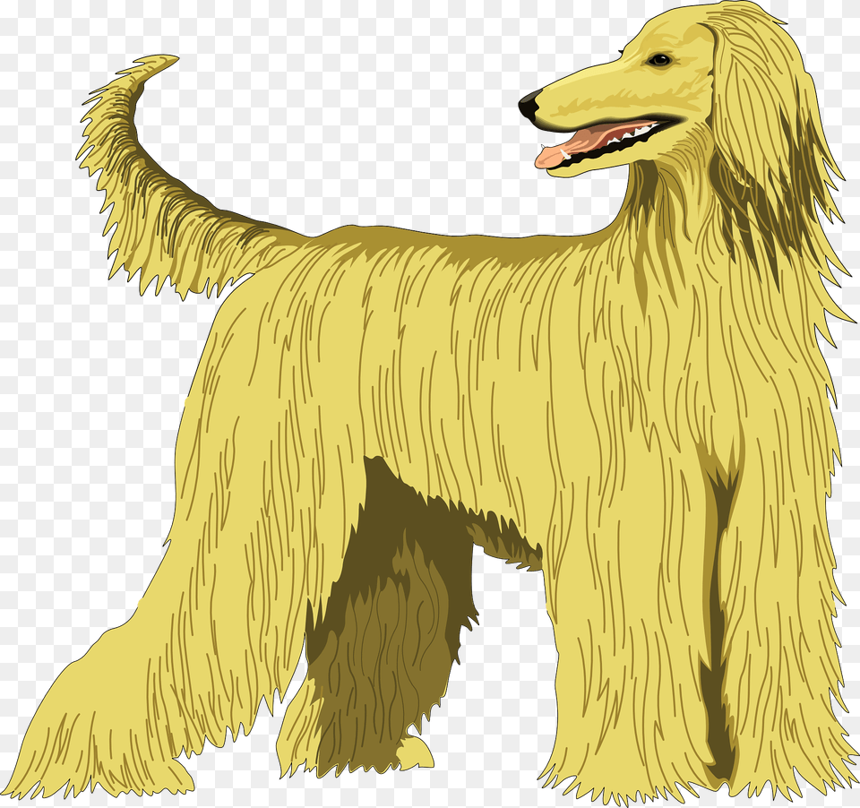 Afghan Hound Clipart, Animal, Canine, Dog, Mammal Free Png