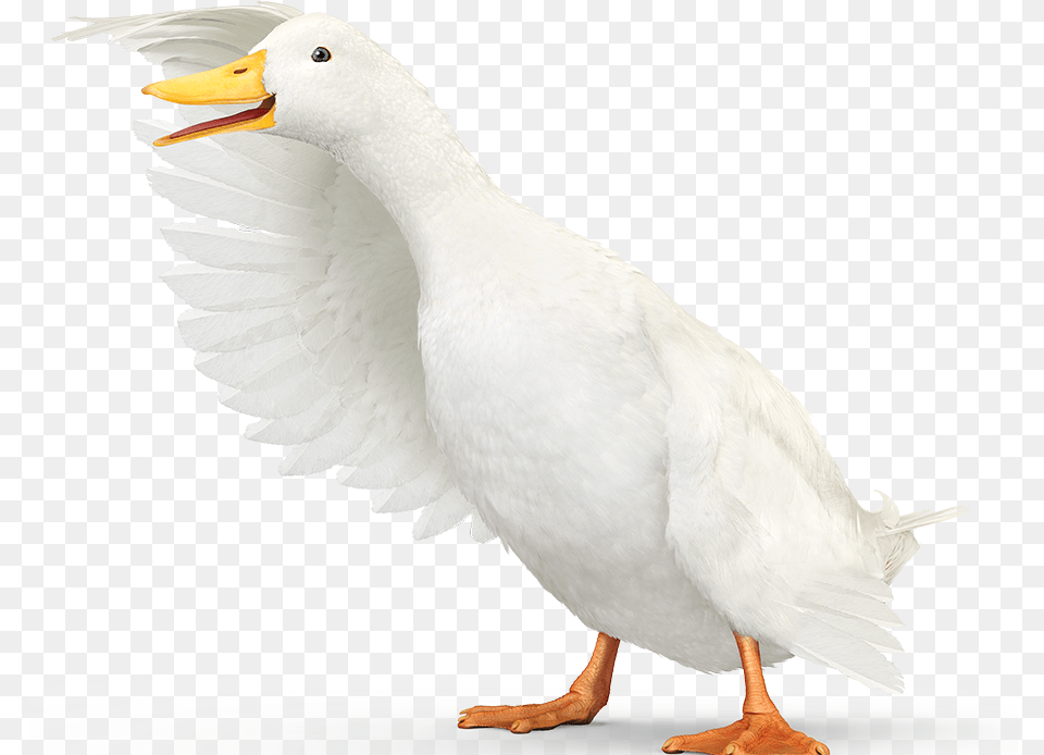 Aflac Duck, Animal, Bird, Waterfowl, Anseriformes Free Png Download