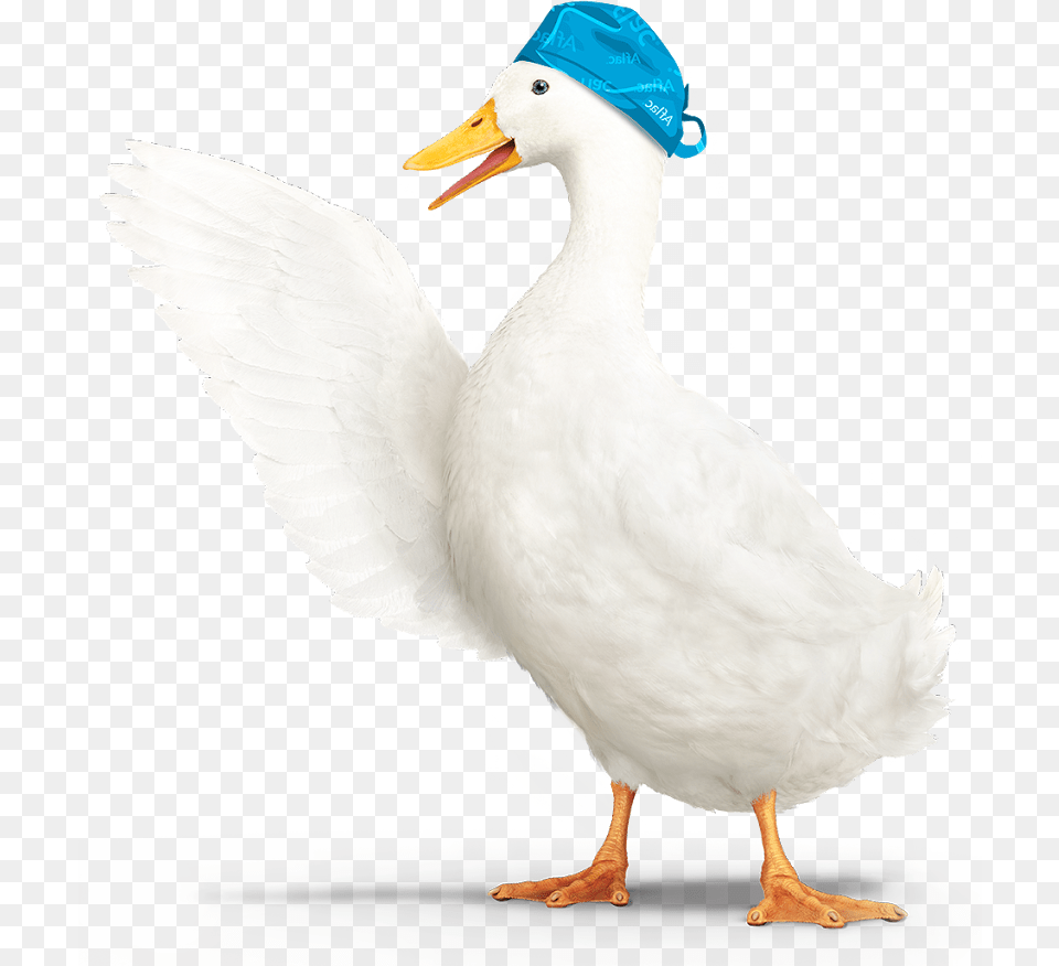 Aflac Duck Aflac Duck, Animal, Bird, Anseriformes, Waterfowl Free Png Download